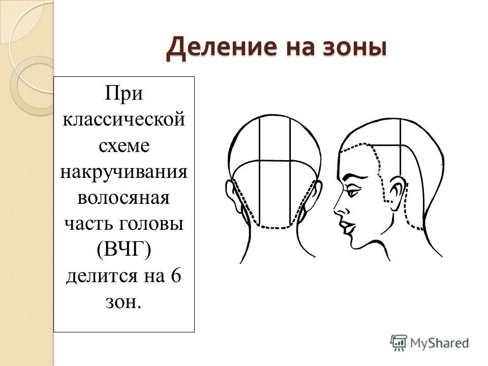 зоны головы для парикмахеров схема