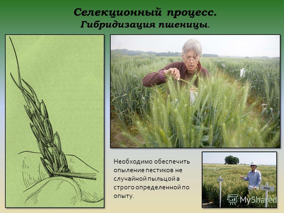 Схема полевого опыта