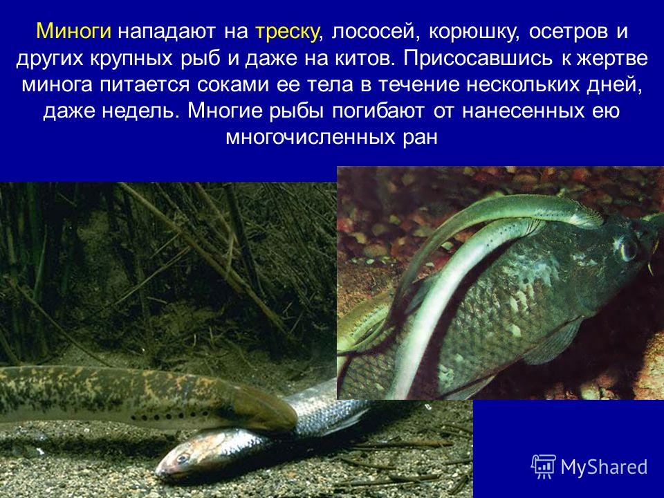 как паразиты влияют на организм человека как паразиты влияют на организм человека