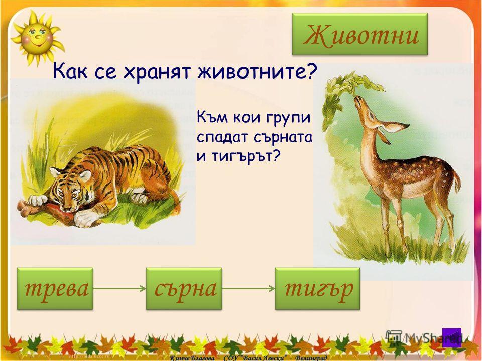 Как се хранят животните? Към кои групи спадат сърната и тигърът? Животни трева сърна тигър
