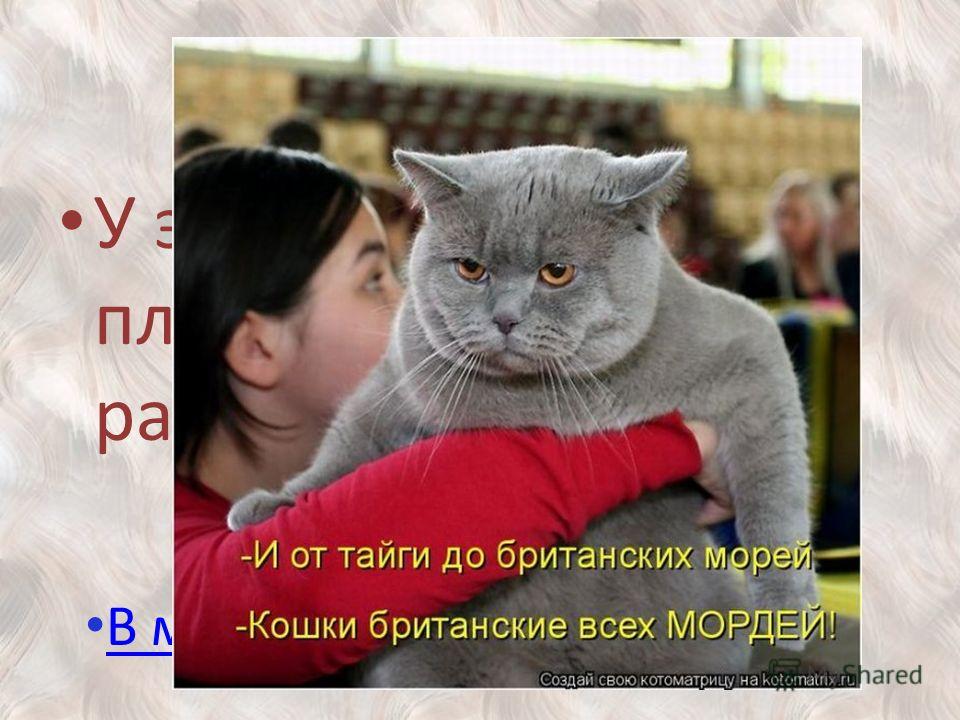 прикольные клички для серых котов ручки