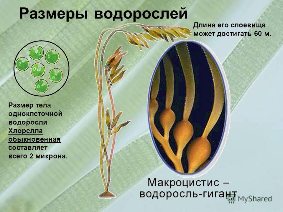 Размеры водорослей Длина его слоевища может достигать 60 м. Размер тела одноклеточной водоросли Хлорелла обыкновенная составляет всего 2 микрона.