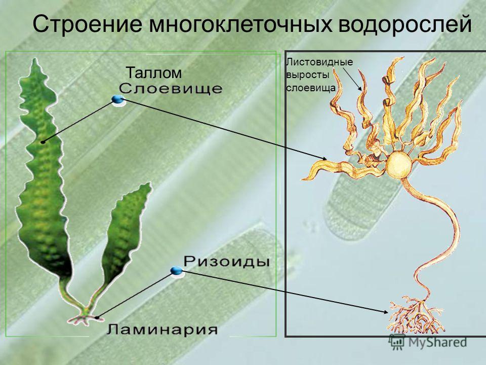 Строение многоклеточных водорослей Листовидные выросты слоевища Таллом