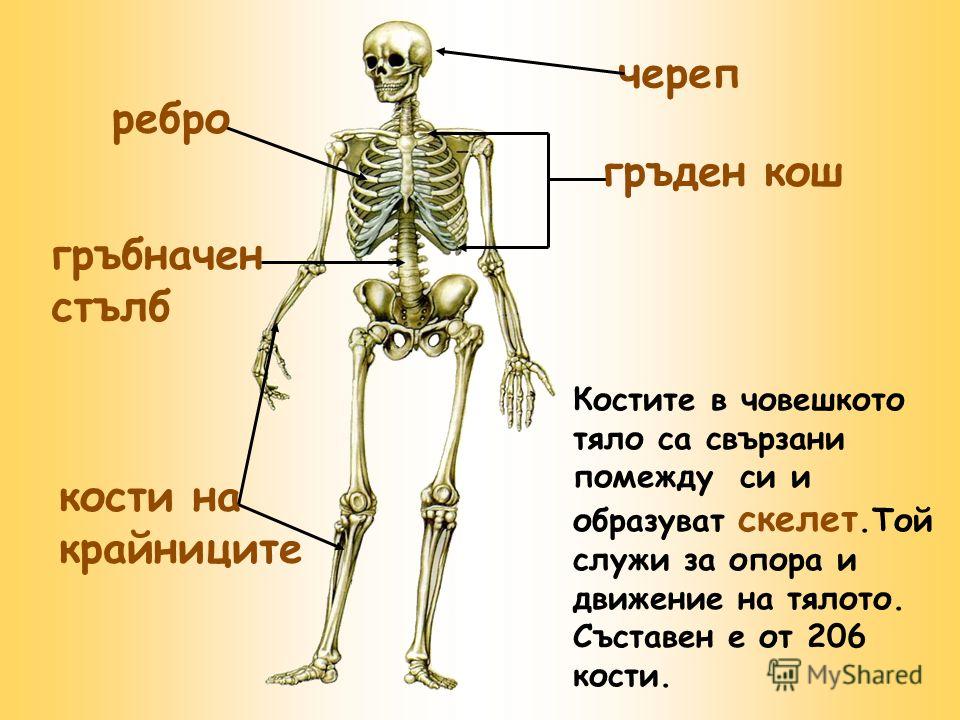 кости в човешкото тяло