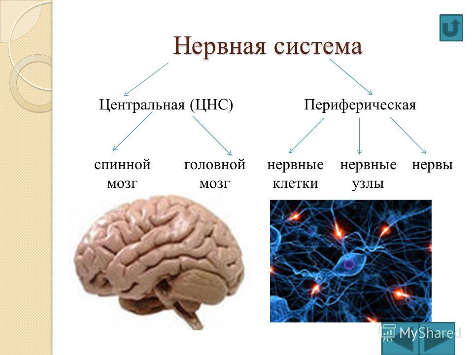 Центральная нервная система расположение