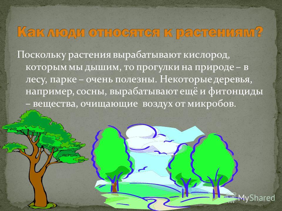 Как, и можно ли сажать помидоры и огурцы в одной теплице? Что сажать после картофеля на следующий год?