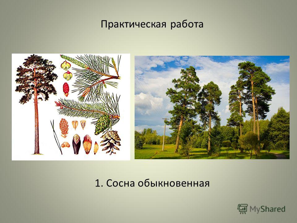 Реферат на тему сосна 5150
