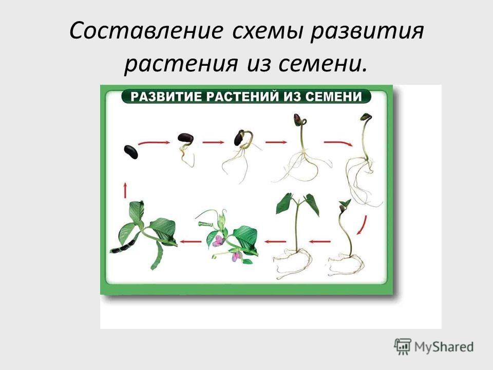 Проект развитие растения из семени Проект развитие растения из семени