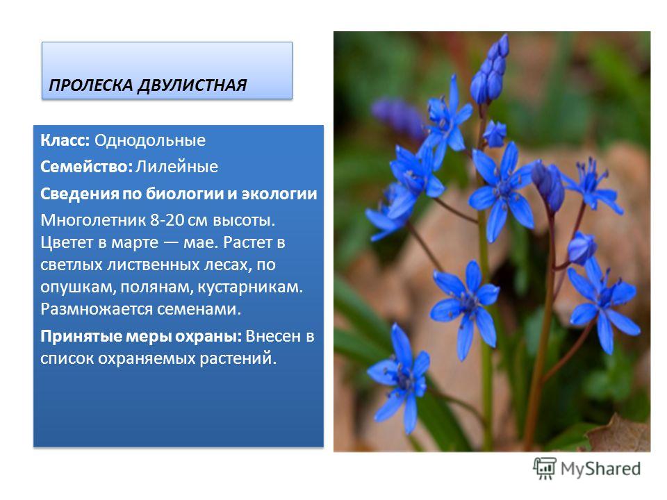 Реферат: Степная растительность Белгородской области