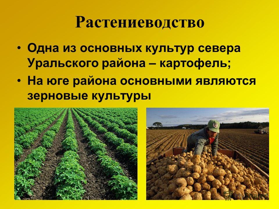 Растениеводство проект 3 класс