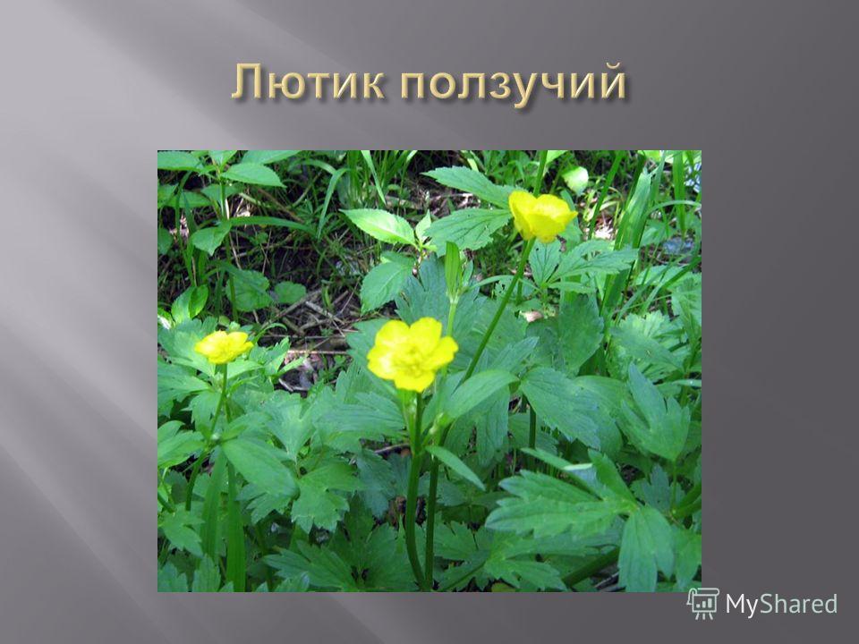 Растение Лютик ползучий