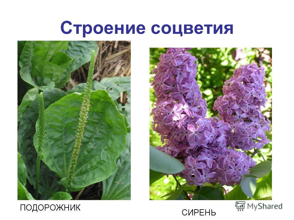 Текст песни хмель (музыка и слова с новожилова -ансамбль соро