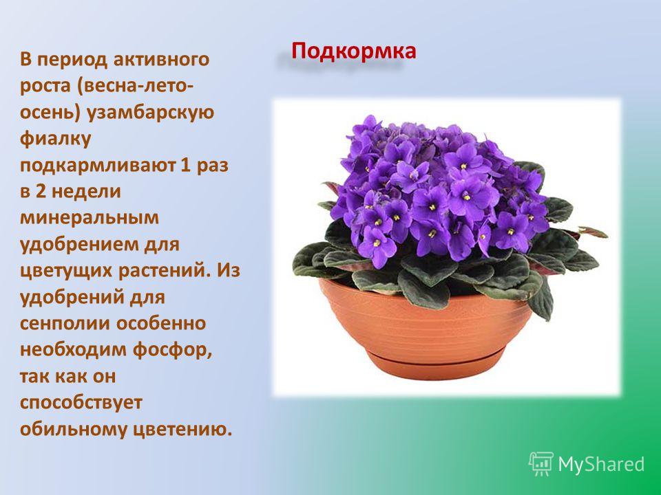 Подкормка фиалки для цветения в домашних условиях Подкормка фиалки для цветения в домашних условиях