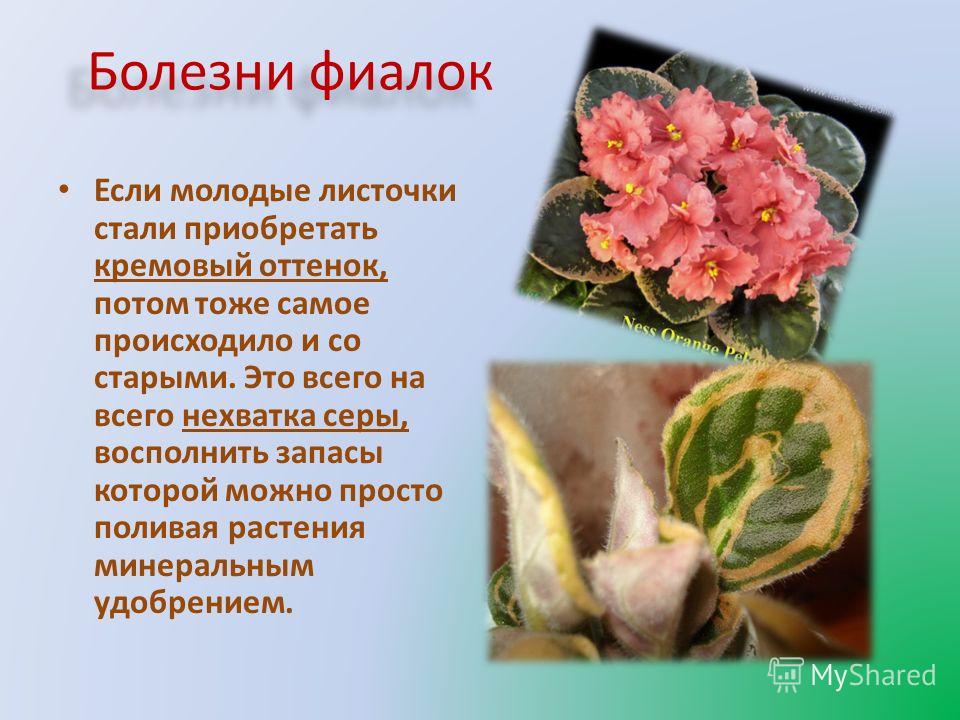 Секс старых с молодыми: частное порно видео