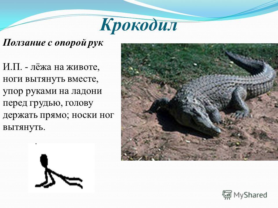 Крокодил Ползание с опорой рук И.П. - лёжа на животе, ноги вытянуть вместе, упор руками на ладони перед грудью, голову держать прямо; носки ног вытянуть.