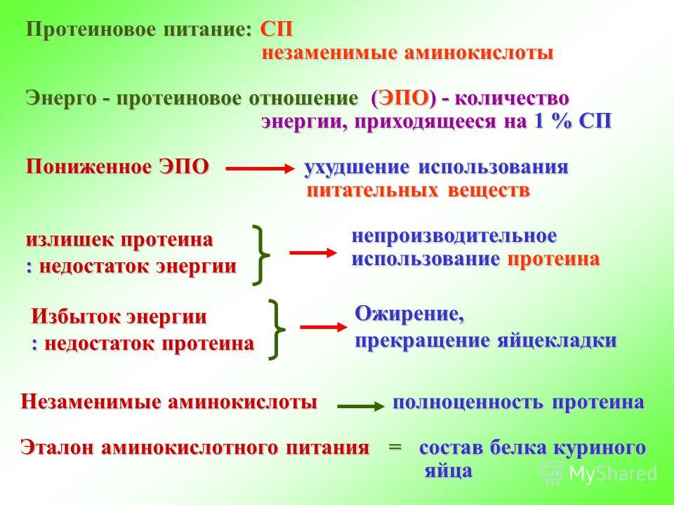 Энерго протеиновое отношение это Энерго протеиновое отношение это