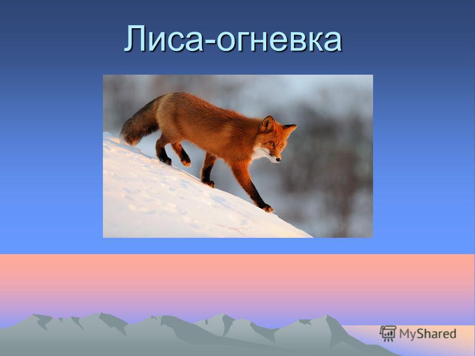 Книги белой лилии читать онлайн