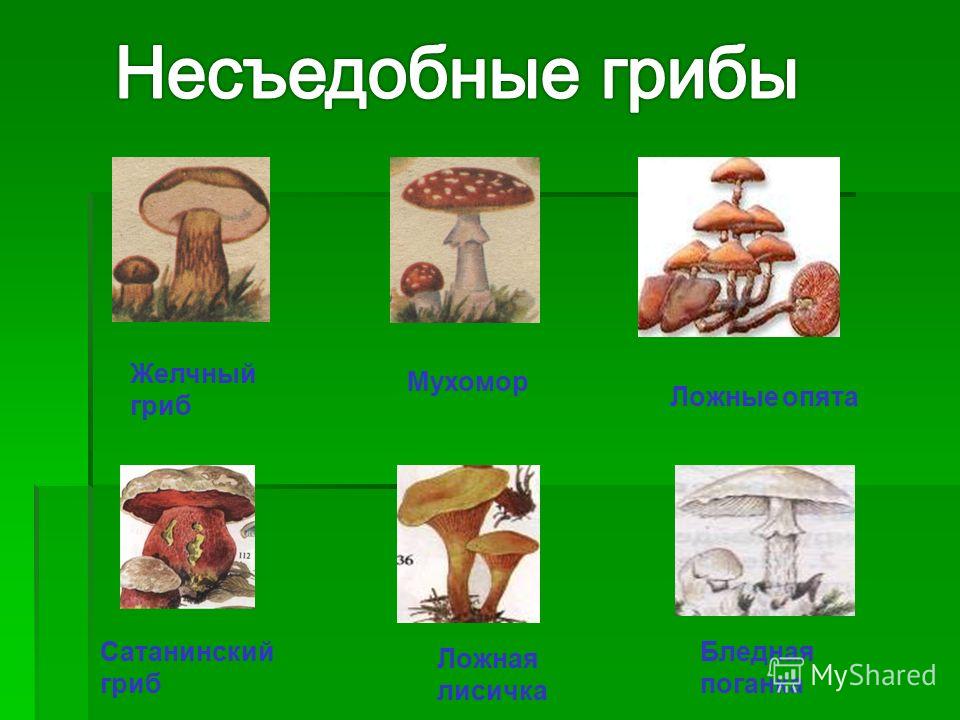Приготовить свинину в сметане в мультиварке рецепты