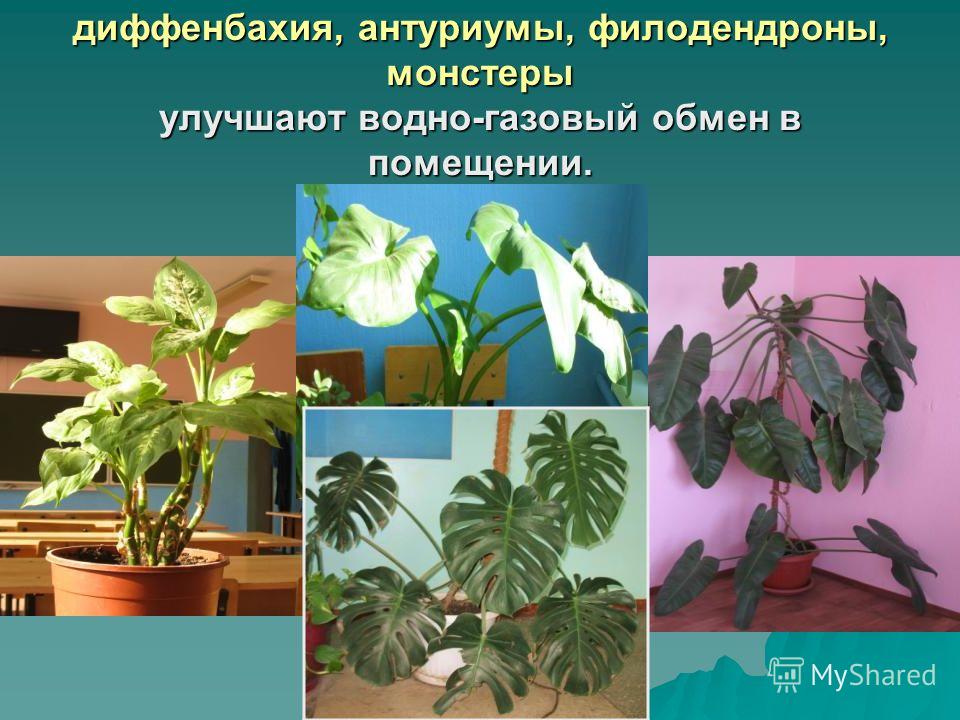 Цветы Диффенбахия,монстера,Антуриум