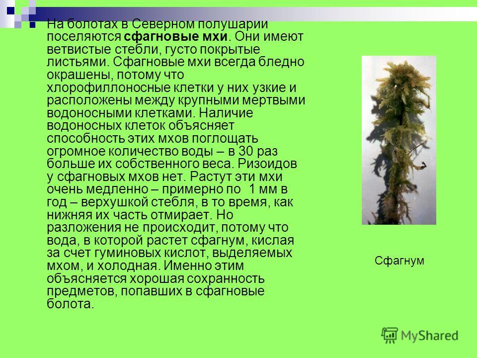 Мхи это высшие растения так как Мхи это высшие растения так как