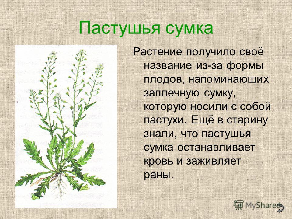 Пастушья сумка обыкновенная Лекарственные растения, Растения