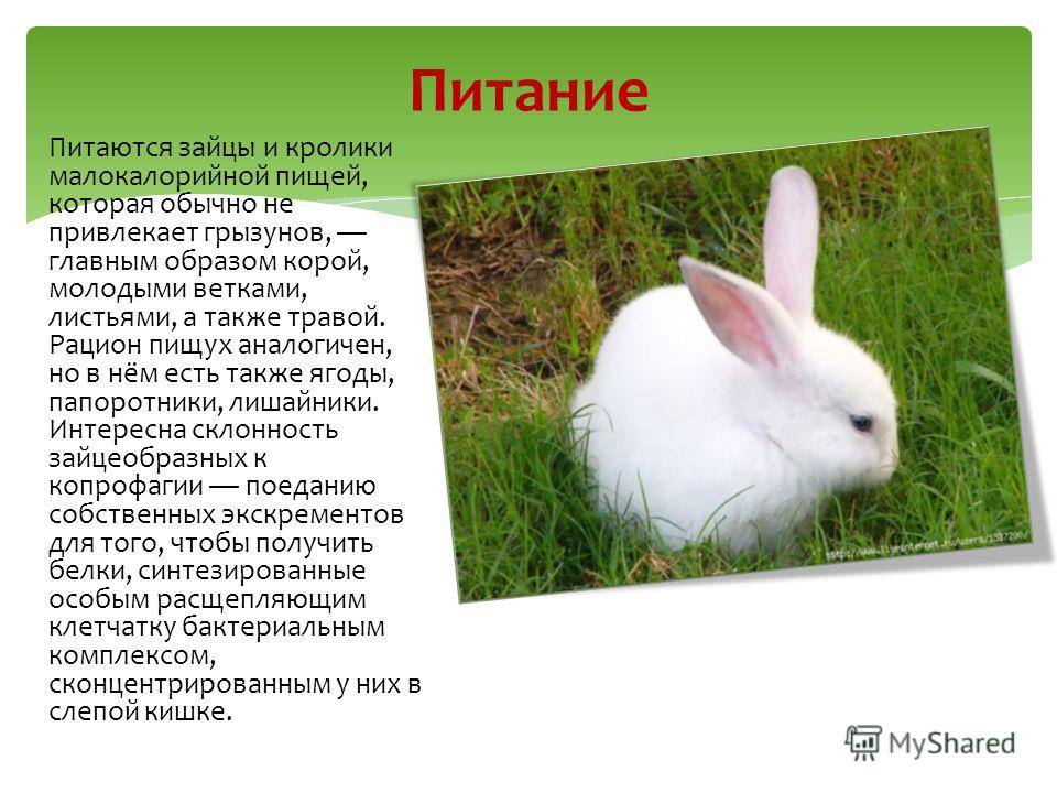 Чем кролики питаются домашние условия Чем кролики питаются домашние условия