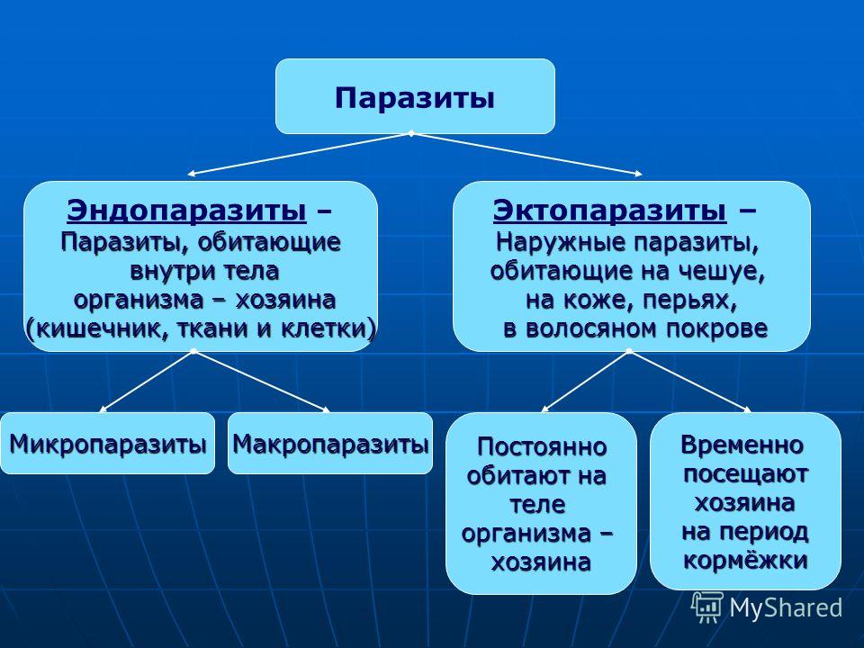 паразиты обитающие в печени человека паразиты обитающие в печени человека