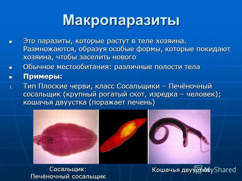 как паразиты покидают организм человека как паразиты покидают организм человека