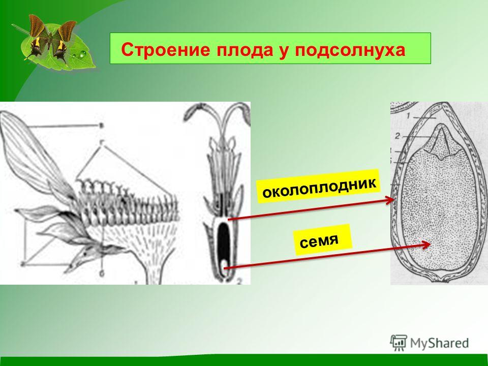 схема строение семени подсолнечника