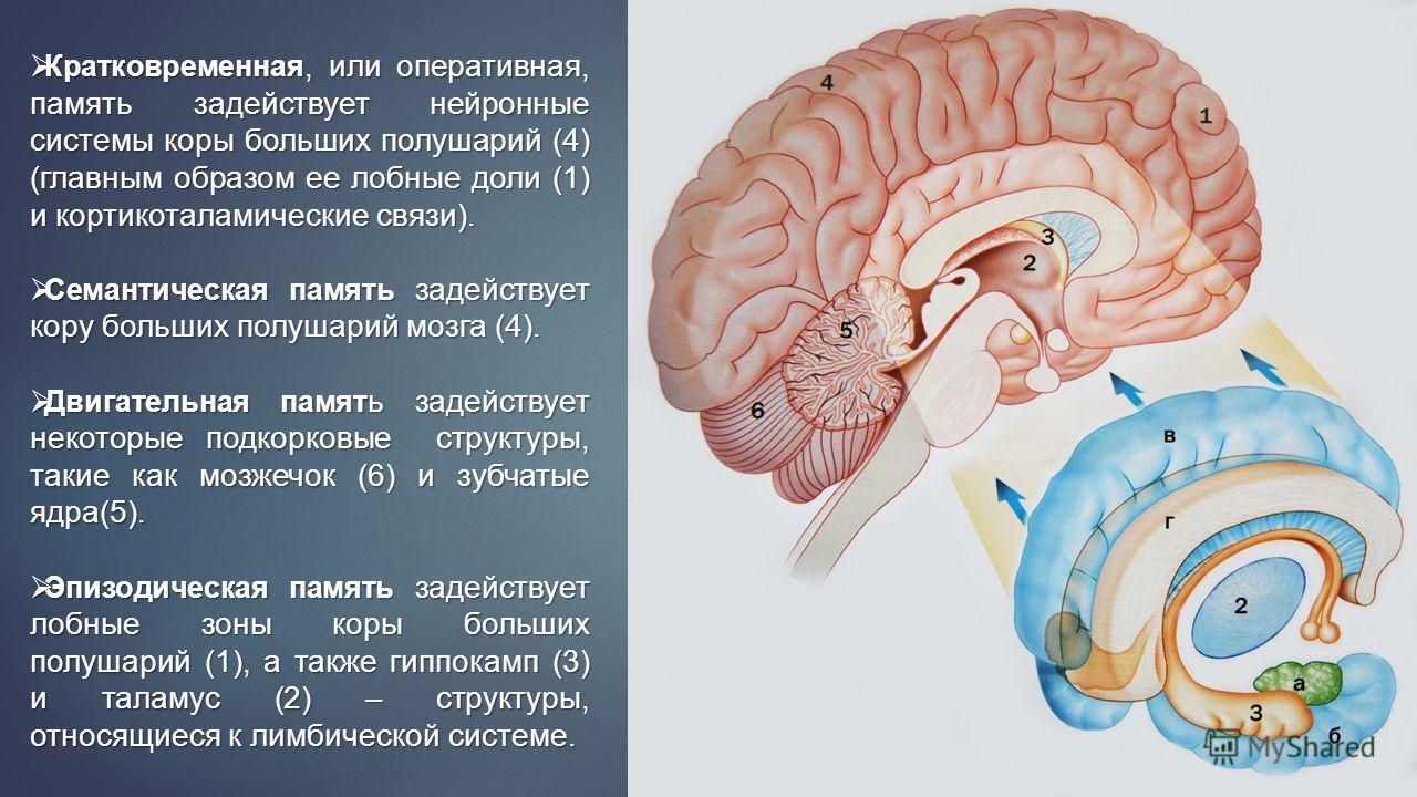 Реферат: Мозг и память человека: молекулярный аспект