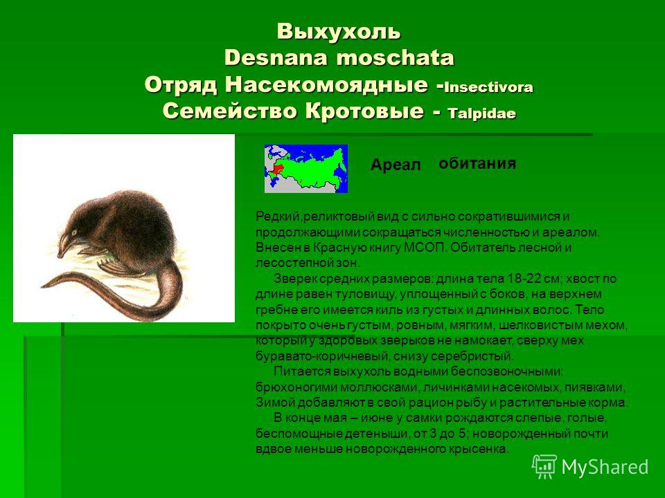Проект красная книга животных белгородской области Красная книга белгородской области животные презентация