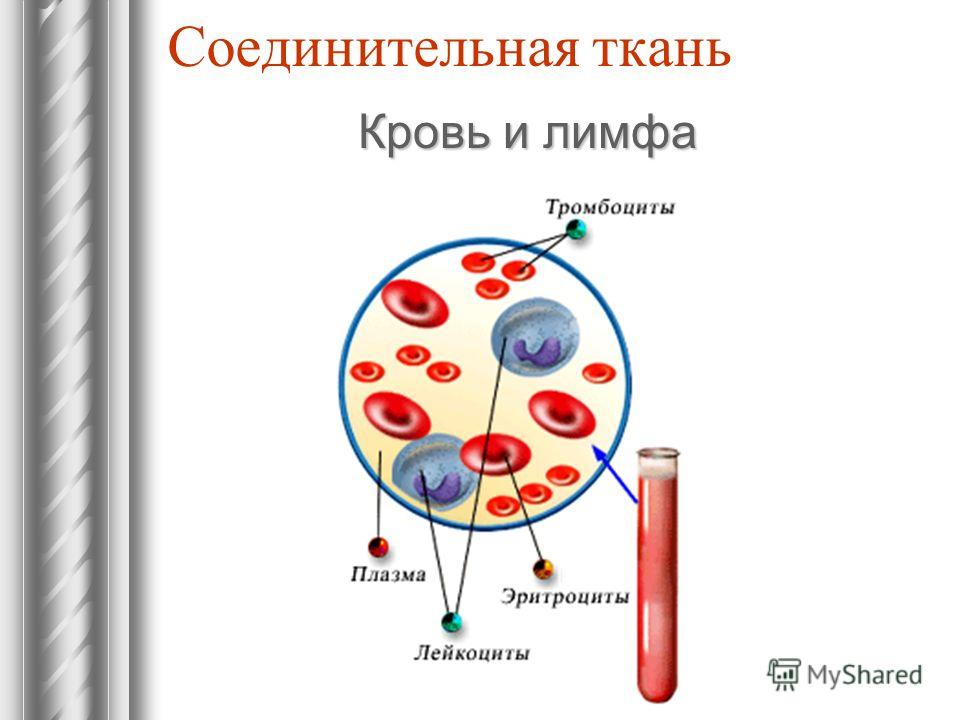 Соединительная ткань Кровь и лимфа