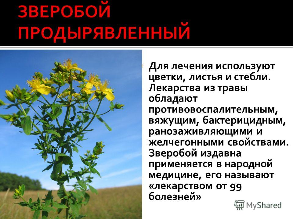 Растение вяжущим действием Растение вяжущим действием