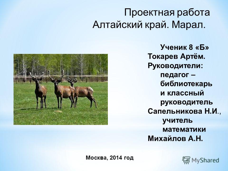Марал Животное Алтайского Края Фото