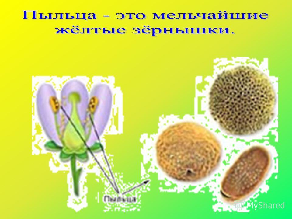 Пыльца цветковых растений