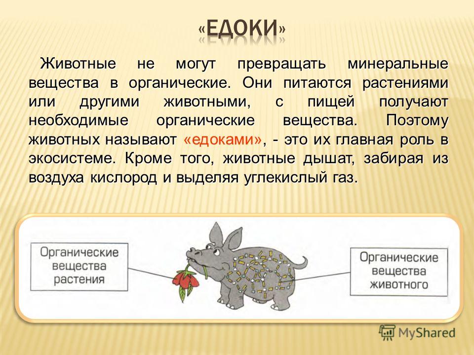 роль животных и растений в урбоэкосистемах будет