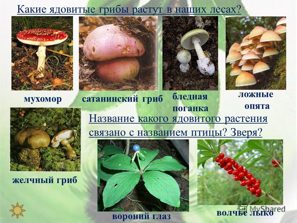 Грибы и всё что с ними связано Грибы и всё что с ними связано