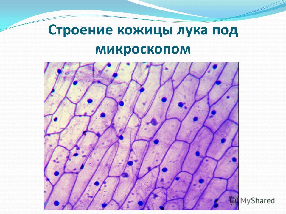 Фото Кожицы Лука Под Микроскопом