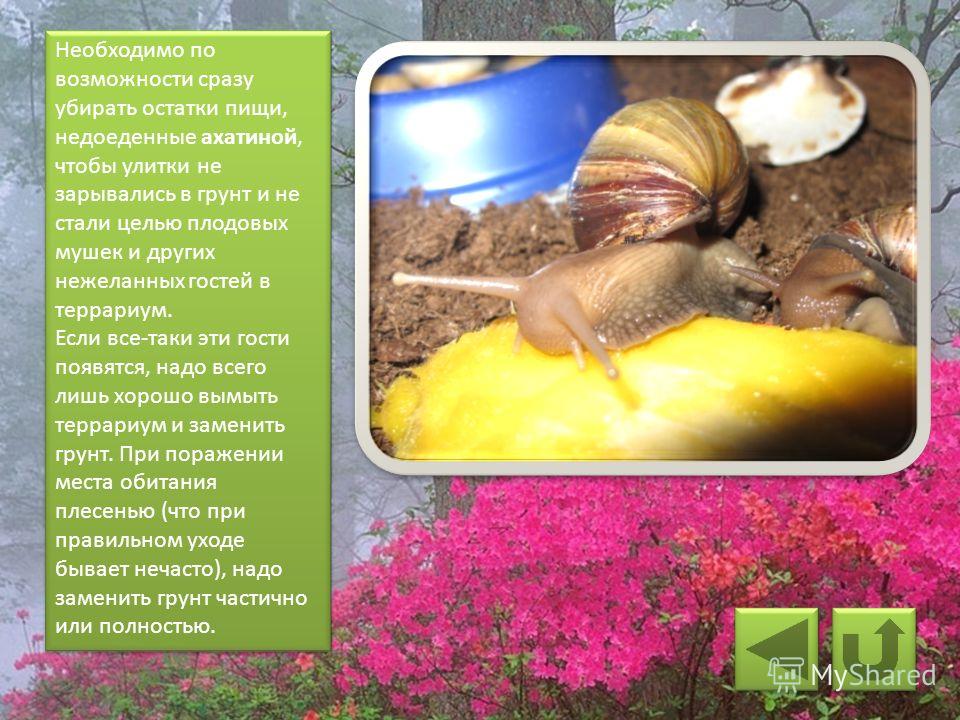 Все по уходу за сухопутными улитками Все по уходу за сухопутными улитками