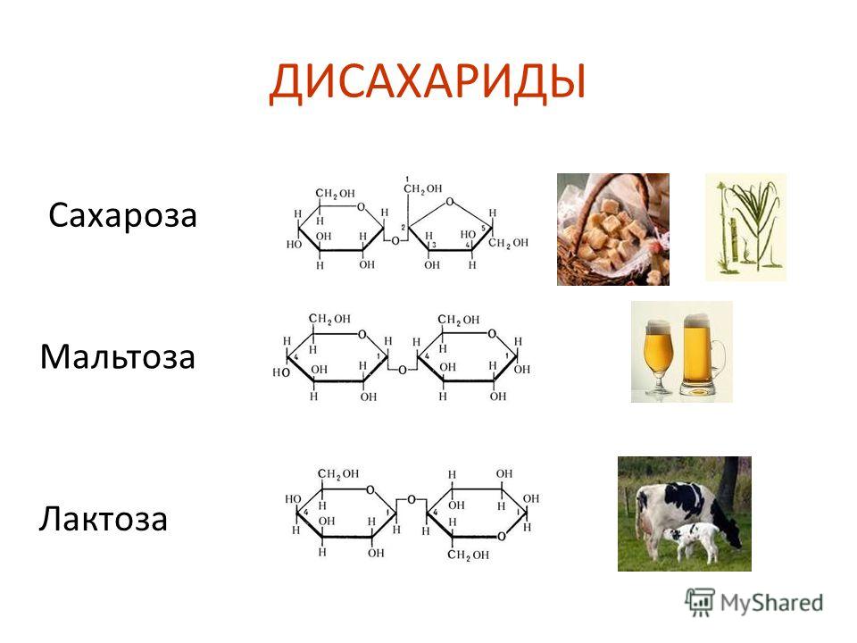 Дисахариды примеры Text-Books.ru