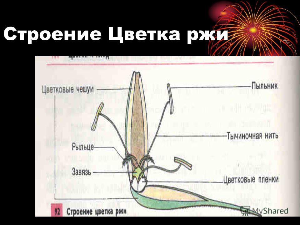 Цветок и строение цветка ржи Цветок и строение цветка ржи