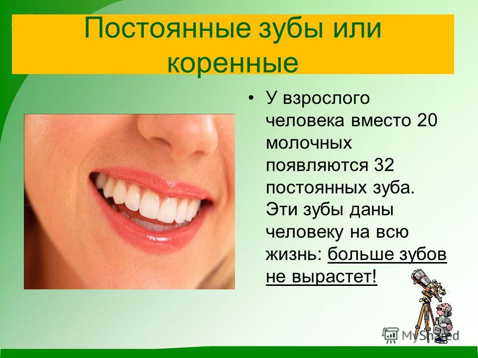 Всё о человеческих зубах Всё о человеческих зубах