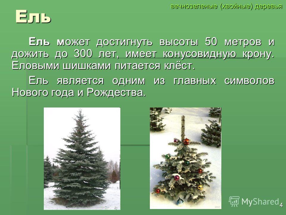3 Типы деревьев В лесной зоне существует два типа деревьев: вечнозеленые (хвойные) деревья покрыты хвоей зимой и летом, так как они не боятся мороза. Хвойные деревья создают органические вещества круглый год; вечнозеленые (хвойные) деревья покрыты хв