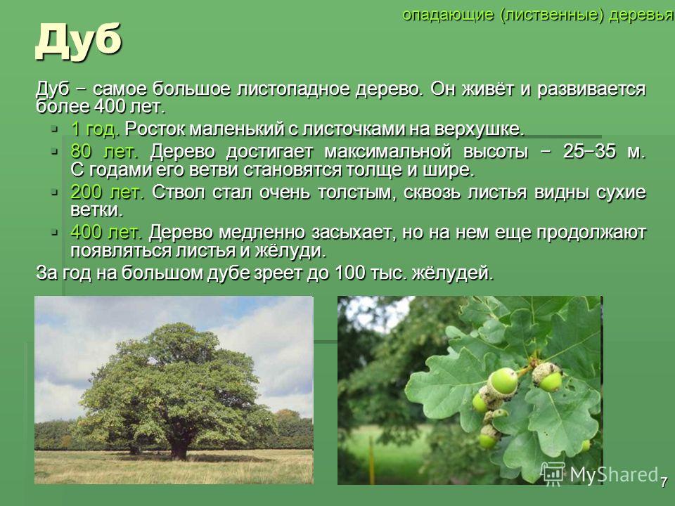 6Сосна Сосна распространена на всей территории России. Сосна достигает высоты 5055 м при толщине ствола до 1,5 м, растет более 500 лет. Это очень морозостойкое и жаростойкое дерево. Хвоя сосны темно-зеленая, растет на ветке в пучках по две штуки. веч