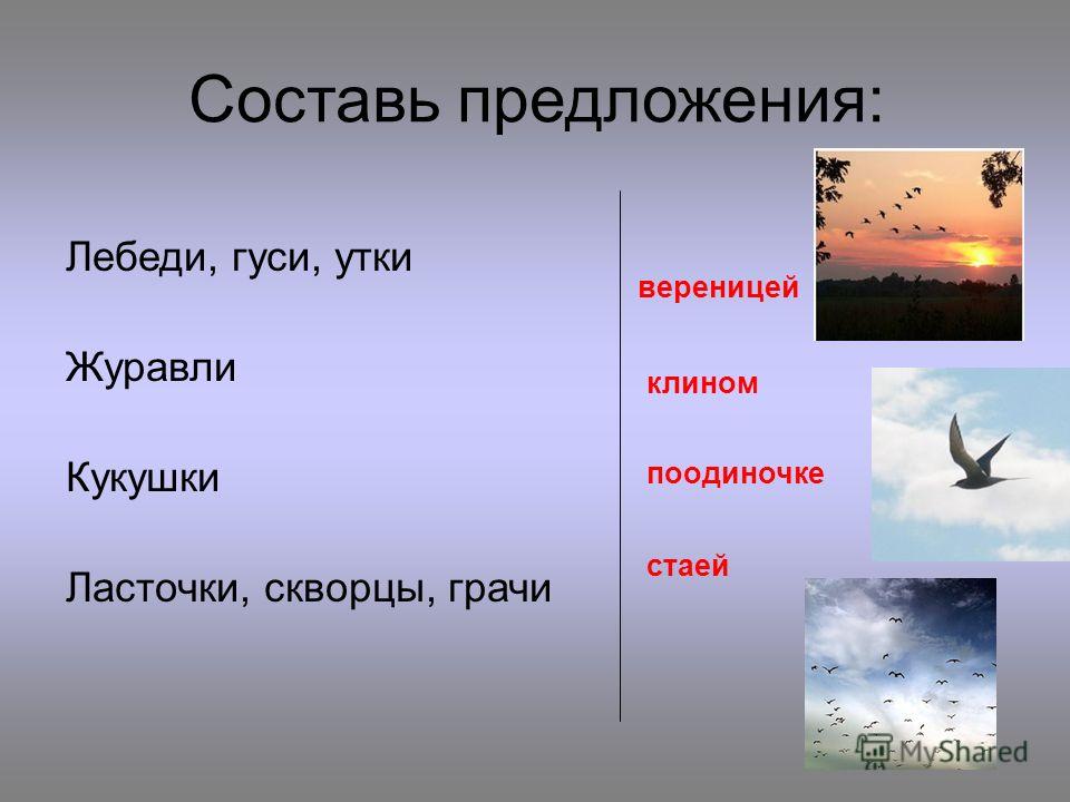 Почему последними на юг улетают гуси и утки Почему последними на юг улетают гуси и утки