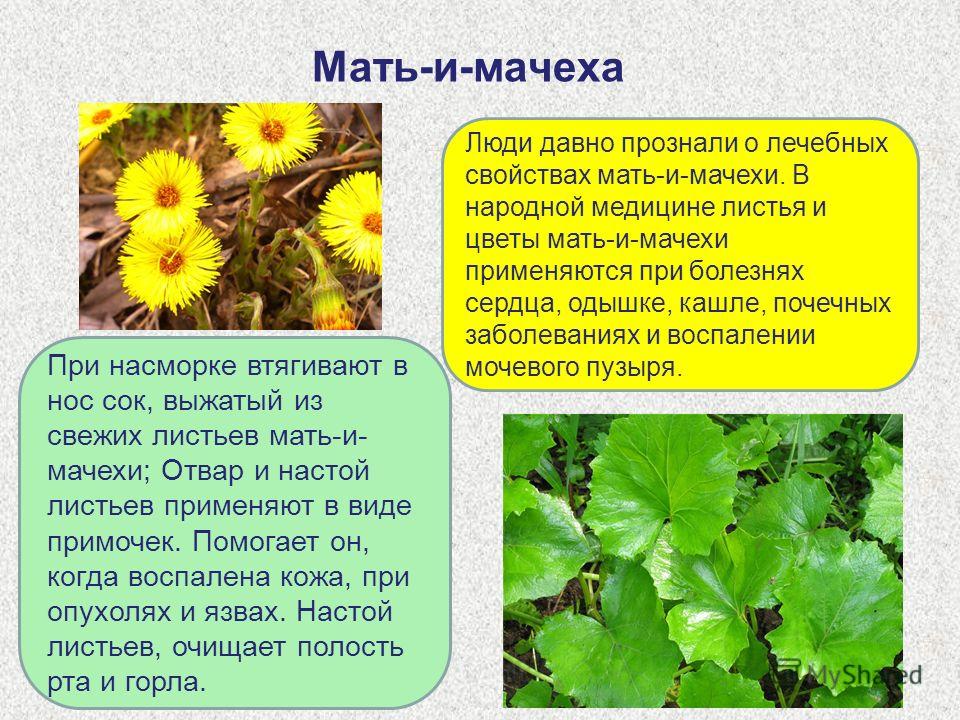Доклад лекарственные растения самарской области 1840