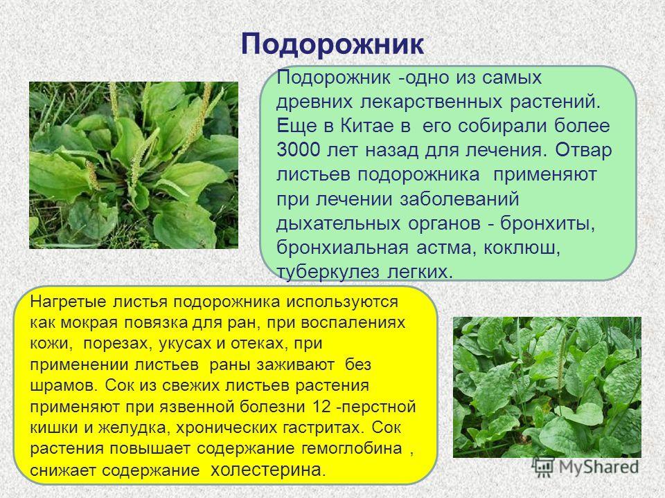 лекарственные растения саратовской области описание и фото онлайн лекарственные растения саратовской области описание и фото