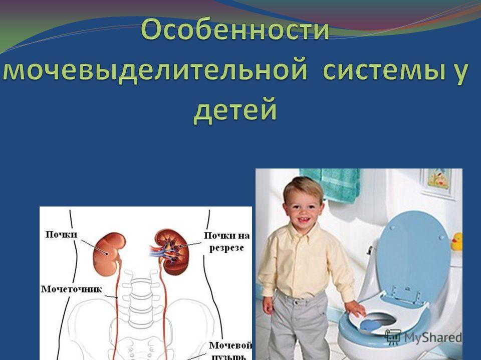 Контрольная работа по теме Гигиена органов мочевыделительной системы детей дошкольного возраста