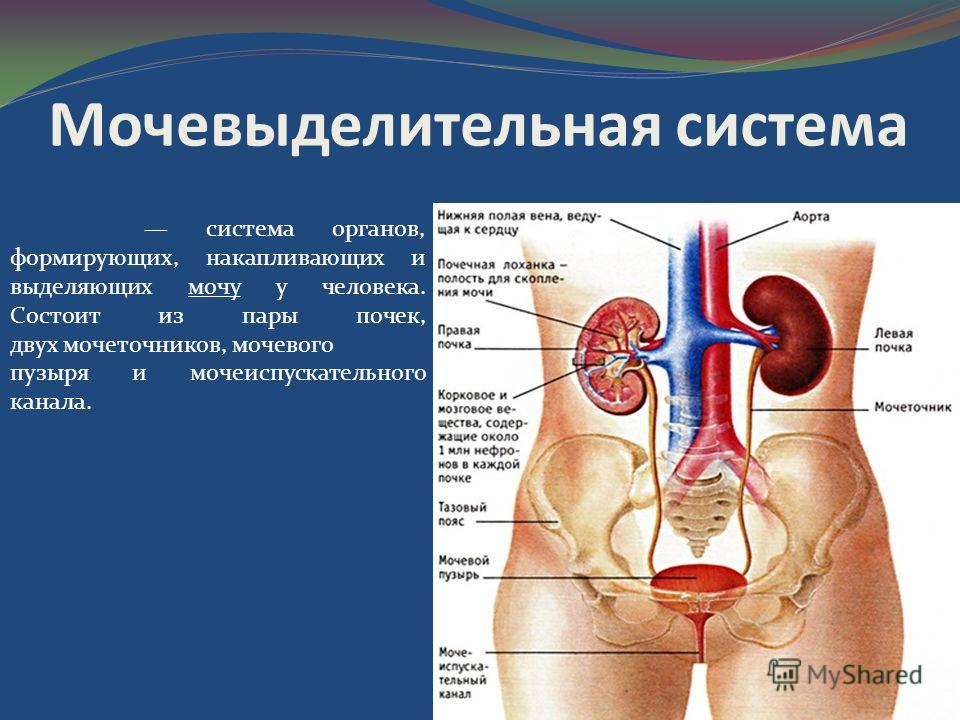 Реферат: Анатомия и физиология мочевой системы человека