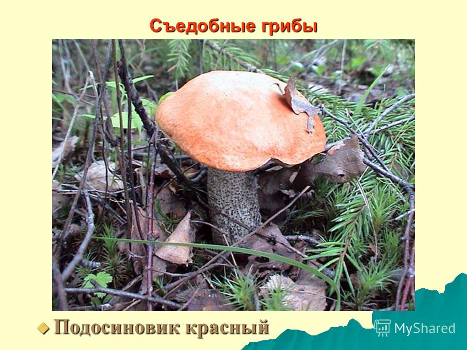 Съедобные грибы Подосиновик красный Подосиновик красный